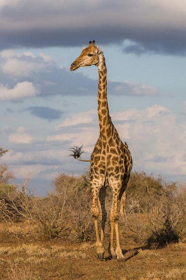 076 Kruger National Park, giraf.jpg